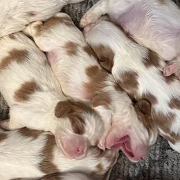 Cavapoos and Newfoundlands from Bluegrass River Newfoundlands
