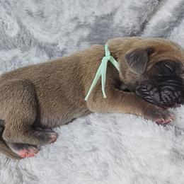 Enigma - Fawn female Great Dane puppy in Lebanon, Virginia from North Cedar Danes