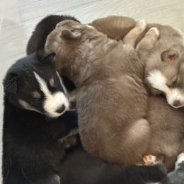 Siberian Husky Puppies from Sunny Siberians