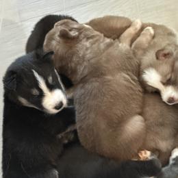 Siberian Husky Puppies from Sunny Siberians