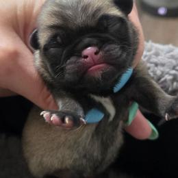 Boy1 - Fawn male Pug puppy in Keysville, Georgia from Rollee Pollee Pugs