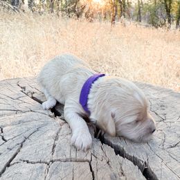 Purple girl - Apricot female Cavapoo puppy in Redding, California from O’Hara  Doodles