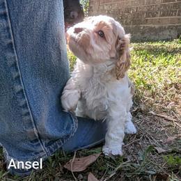 Ansel - Red and white female Cockapoo puppy in Sunset, Louisiana from Cano Cockapoos