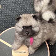 Keeshond Puppies from Peregrine Keeshond