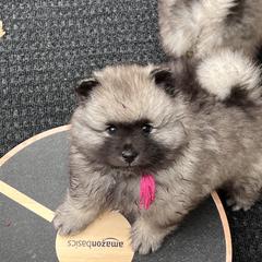 Keeshond Puppies from Peregrine Keeshond
