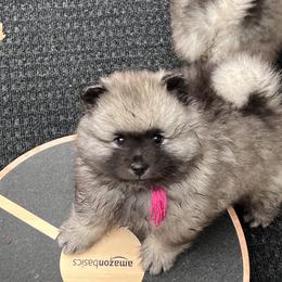 Keeshond Puppies from Peregrine Keeshond