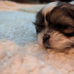 Shih Tzu Puppies from We Shih Tzu Not!
