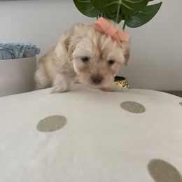 Cockapoo and Poodle Puppies from Nikol Nik