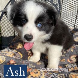Maltese, Miniature Australian Shepherds, Poodles, Shih Tzus, Toy Australian Shepherds, and Yorkshire Terriers from Love At FURst Sight TX Kiss My Aussie