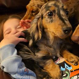 Black tan dapple - Black and tan male Dachshund puppy in Ethel, Washington from Mickey's Miracle Doxies