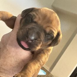 Girl 3 Purple Collar - Rd whtn blk nose female Rhodesian Ridgeback puppy in Surprise, Arizona from Arizona Ridgebacker