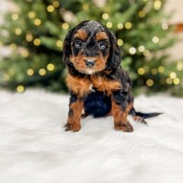 Aussiedoodle and Bernedoodle Puppies from Steindoodles
