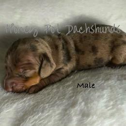 Rhett - Dapple male Dachshund puppy in Glen Saint Mary, Florida from 🍯 Honey Pot Dachshunds 🐾