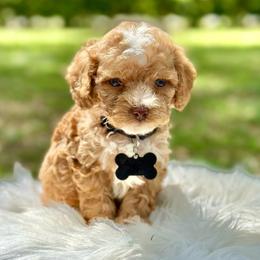 Drizzle - Red male Cockapoo puppy in Palm Beach County, Florida from Benji’s Cockapoos