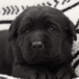 Fern - Black female Labrador Retriever puppy in Camden, Indiana from Camden's Caring Canines