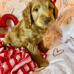 Double Doodle Puppies from Magnolia & Finn Doodles