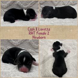 RHT Fem 2 - Black and tan female Pembroke Welsh Corgi puppy in Stephenville, Texas from Rising JM Pembrokes