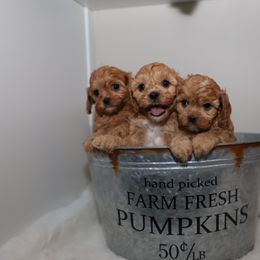 Cavapoo puppies from Home Grown Doodles LLC