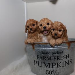 Cavapoo puppies from Home Grown Doodles LLC