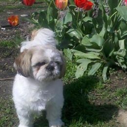 Shih Tzus from Joni Hensley's Shih Tzu