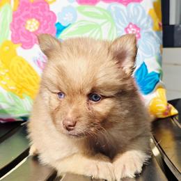 Wadsworth - Chocolate male Pomsky puppy in Christiana, Tennessee from Smoky Mountain Pomskies