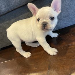 French Bulldog Puppies from Windy Vally Frenchies
