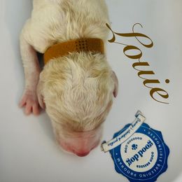 Louie - Parti male Poodle puppy in Mobile, Alabama from Semmy’s Standard Poodle LLC