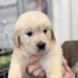Santa María - Light golden female Golden Retriever puppy in Warrenton, Virginia from Four Lochs LLC