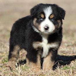Onyx - Black tri-color male Australian Shepherd puppy in Quapaw, Oklahoma from Rocky Hill Aussies
