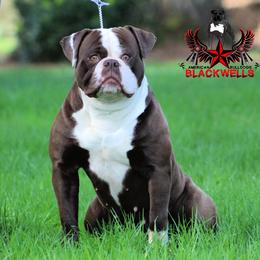 Medusa - American Bulldog