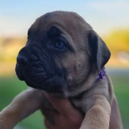Purple - Red female Cane Corso puppy in Granbury, Texas from La Muerte Corso Kennel