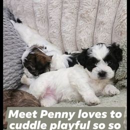 Penny - Black and white female Havanese puppy in Fort Bend County, Texas from Marcia Hamlet
