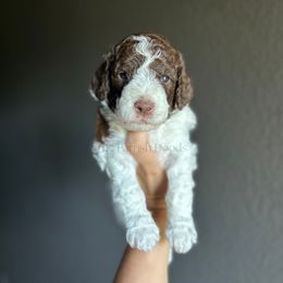 Edmond - Parti male Goldendoodle puppy in Aubrey, Texas from The Parrish Doods
