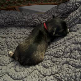 Mickey Mouse - Salt and pepper male Miniature Schnauzer puppy in Elk Grove, California from Meuser's Miniature Schnauzers