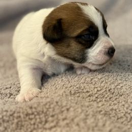 General - White and tan male Russell Terrier puppy in Oklahoma from Elite Russell Terriers