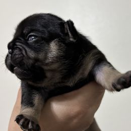 Rizzo - Black and tan female French Bulldog puppy in Greenville, Texas from Lisa's French Bulldogs