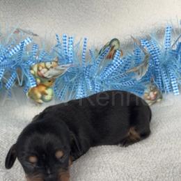 Boy 3 - Black and tan male Dachshund puppy in Brandon, Mississippi from A & N Kennels