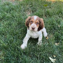 Herbie - Liver white and tan male English Springer Spaniel puppy in Coeur D'alene, Idaho from Springer Hollow