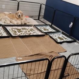 Golden Retriever Puppies from Southern Golden Retrievers