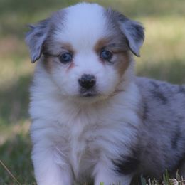 Miniature Australian Shepherd and Toy Australian Shepherd Puppies from TK Mini Aussies