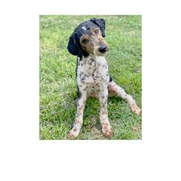 SAWYER - Poodle