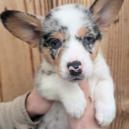 Boy 3 - Blue merle and white male Cardigan Welsh Corgi puppy in Chehalis, Washington from Triple B Corgis