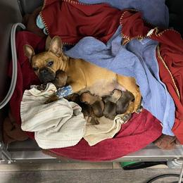 French Bulldog Puppies from Spindle City Frenchies