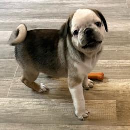 Carl - Cream male Pug puppy in Hesperia, Michigan from Manistee Farms