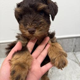 Woody - Liver male Miniature Schnauzer puppy in Edinburg, Texas from Forever Schnauzers
