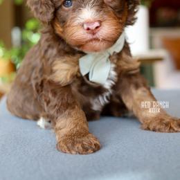 Ganache - Brown and white male Bernedoodle puppy in Salado, Texas from Red Ranch Dogs