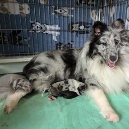 Shetland Sheepdog Puppies from Alinost