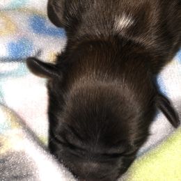 Boy 1 - Shih Tzu puppy in Maryland from Fur Shih Tzu