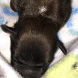Boy 1 - Shih Tzu puppy in Maryland from Fur Shih Tzu