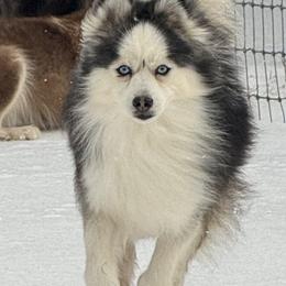 Radar - Pomsky
